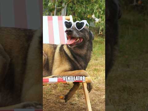 EGO Power+ Ventilator mit Sprühnebel-Funktion FN1000E Hund Kurzvideo