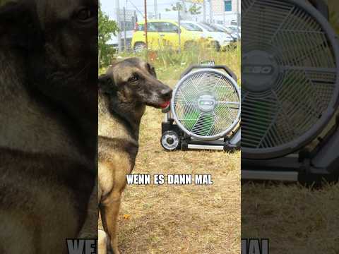 EGO Power+ Ventilator mit Sprühnebel-Funktion FN1800E Wenn es dann mal Hund Kurzvideo